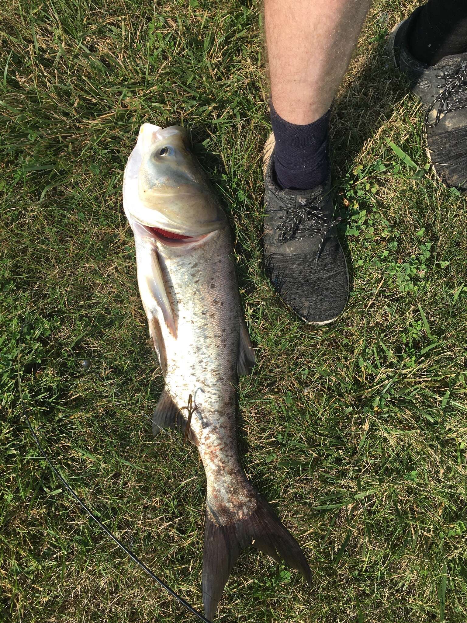 Image of silver carp