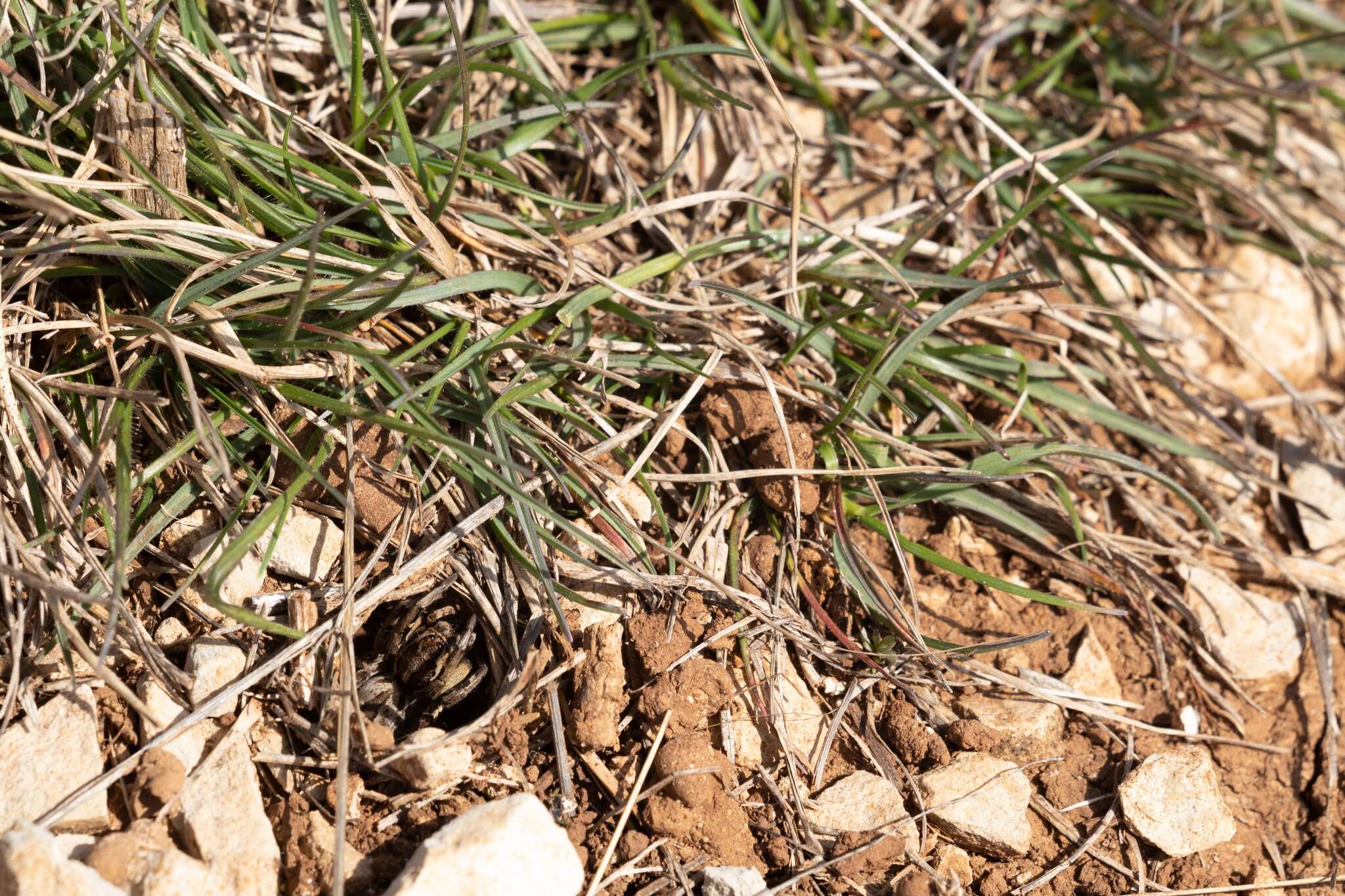 Image of Tarantula wolf spider