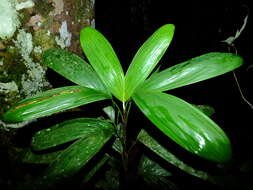 Image of Bactris aubletiana Trail