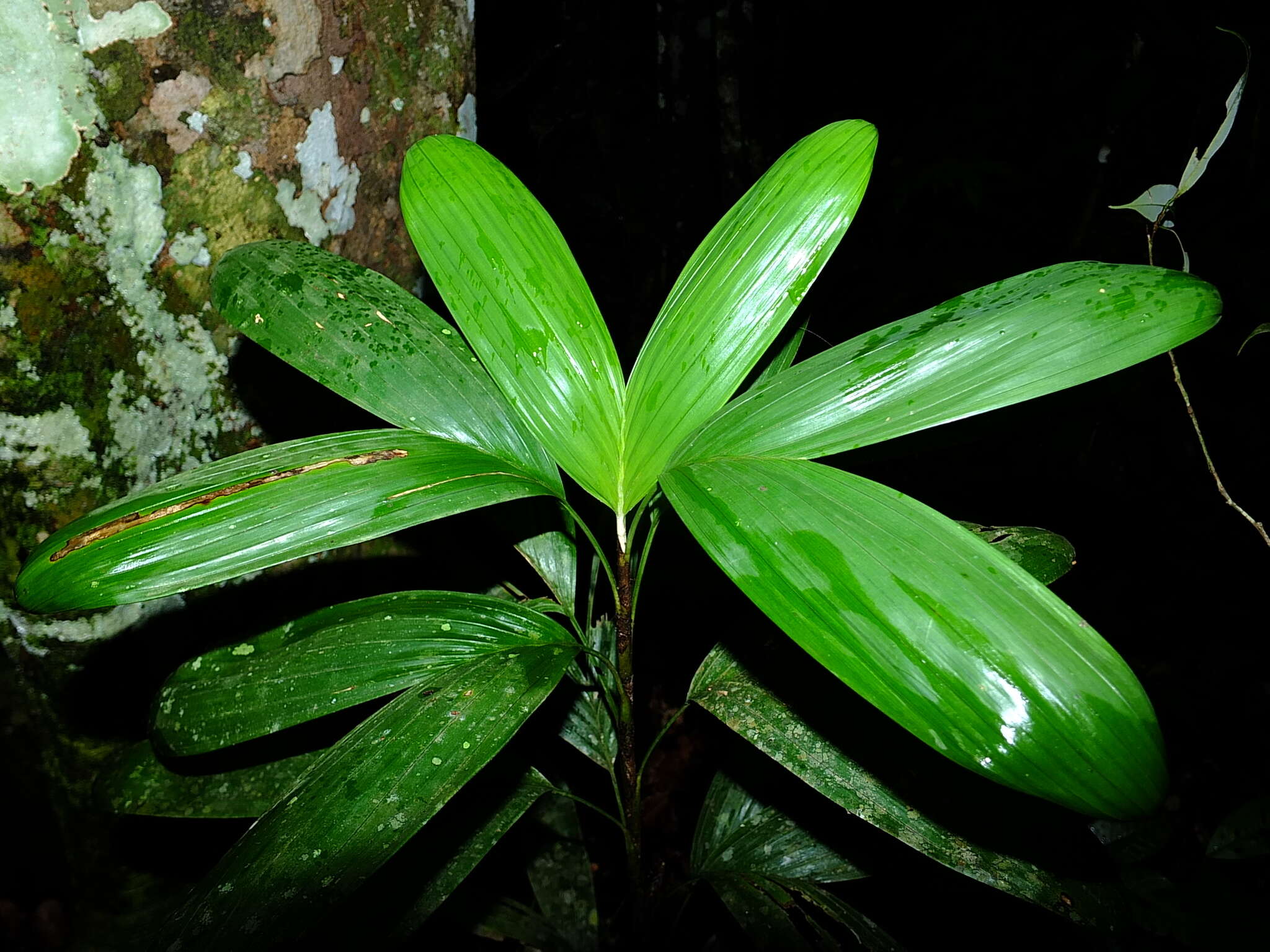 Image of Bactris aubletiana Trail