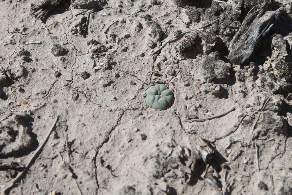 Image of Lophophora koehresii