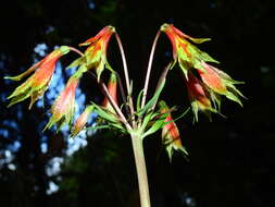 Image of Alstroemeria amazonica Ducke