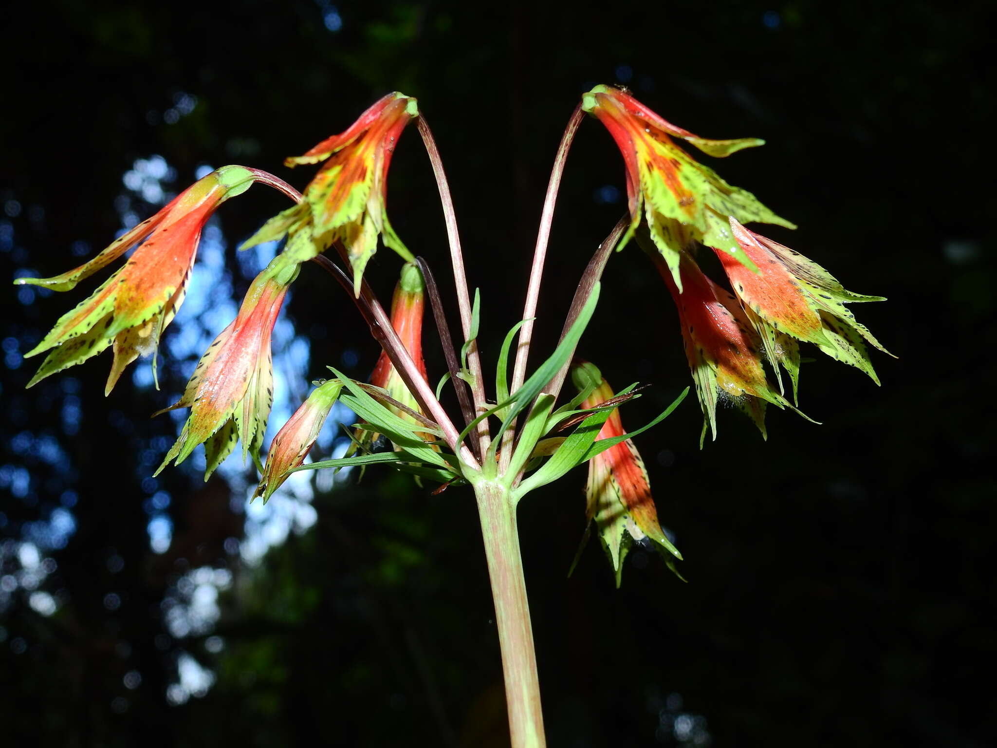 Image of Alstroemeria amazonica Ducke