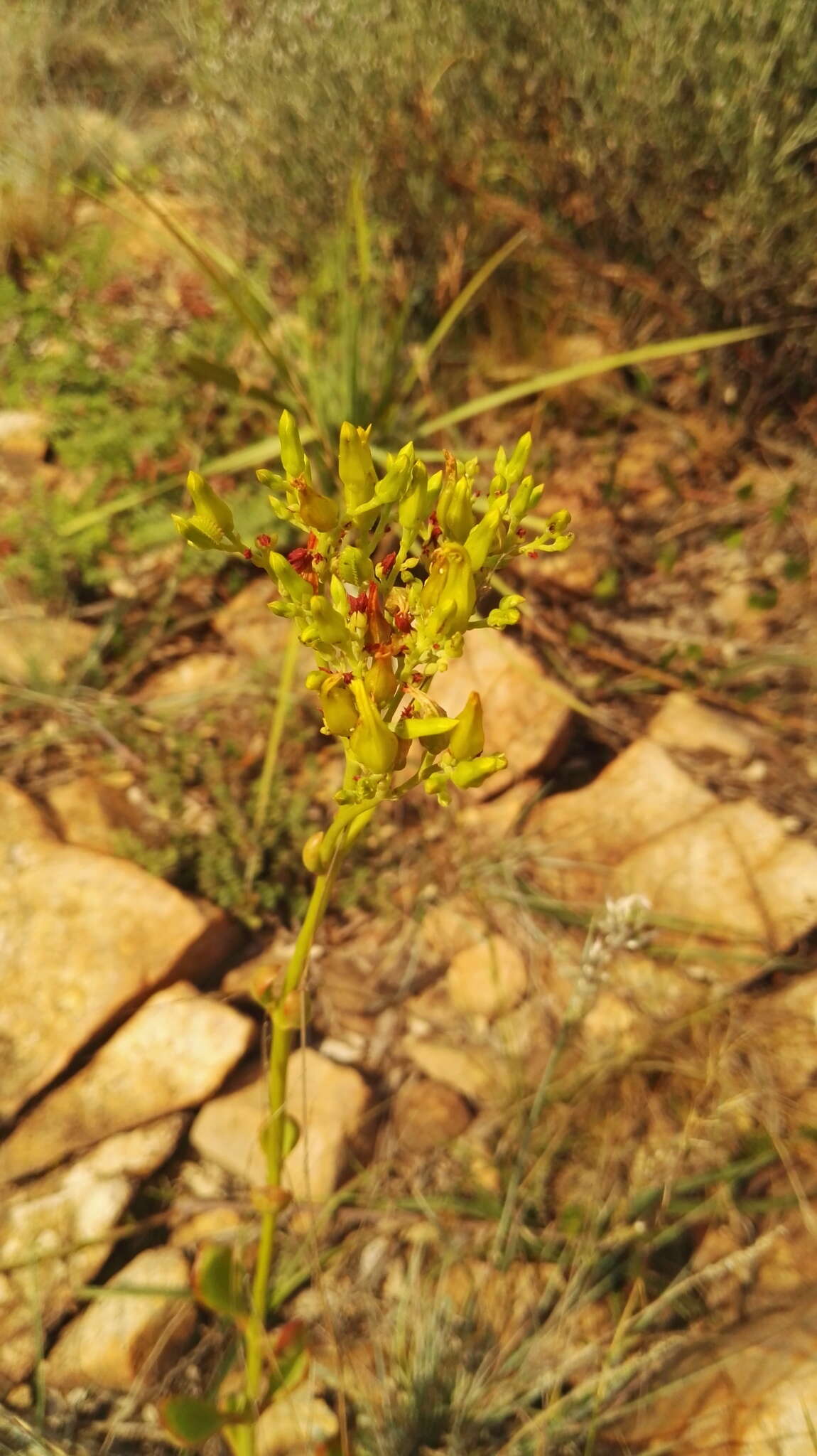 Image of Kalanchoe paniculata Harv.