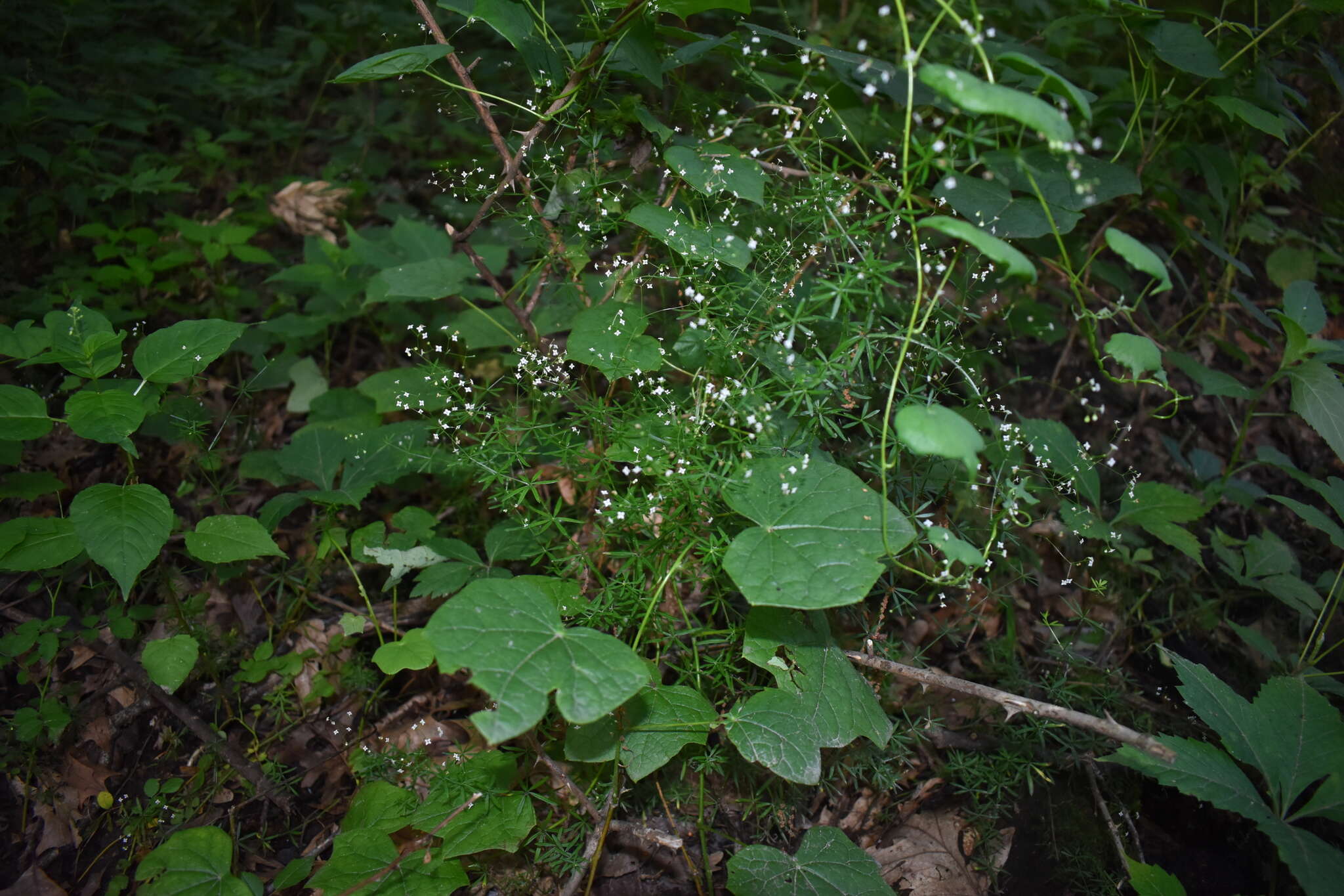 Plancia ëd Galium concinnum Torr. & A. Gray