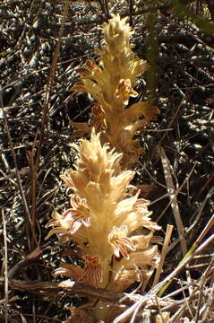 Image of Parish's broomrape