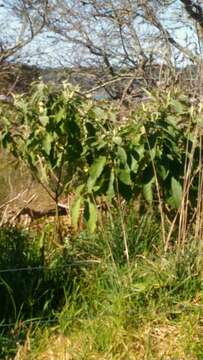 Image of earleaf nightshade