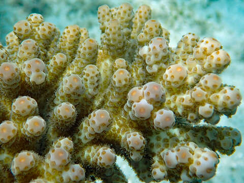 Image of Acropora sarmentosa (Brook 1892)