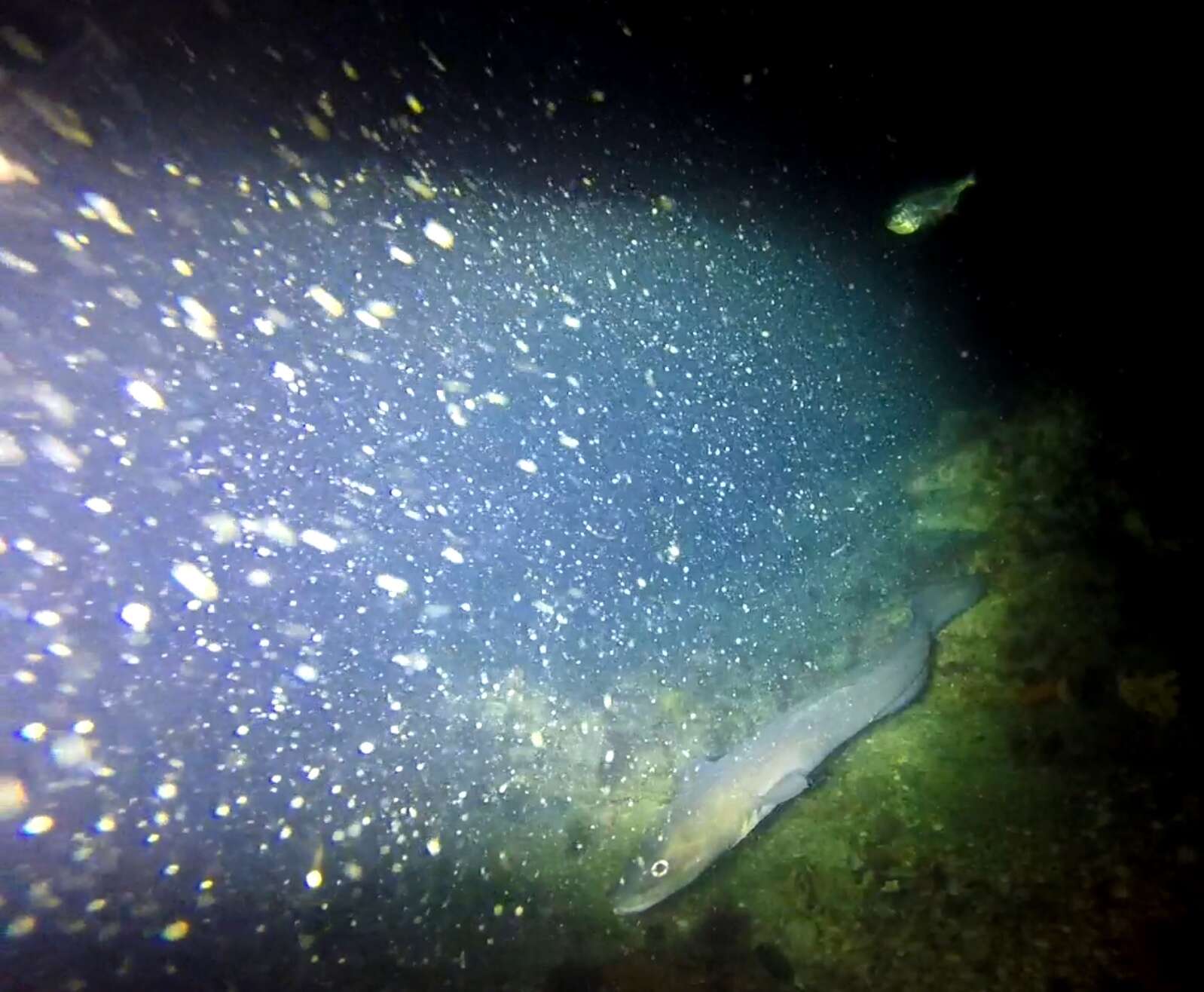 Image of Common conger-eel