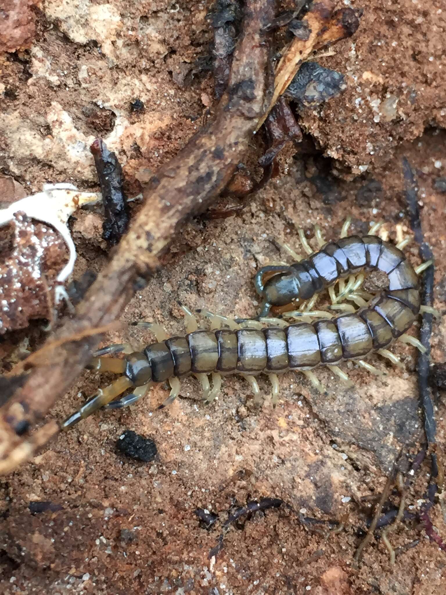 Imagem de Hemiscolopendra marginata (Say 1821)