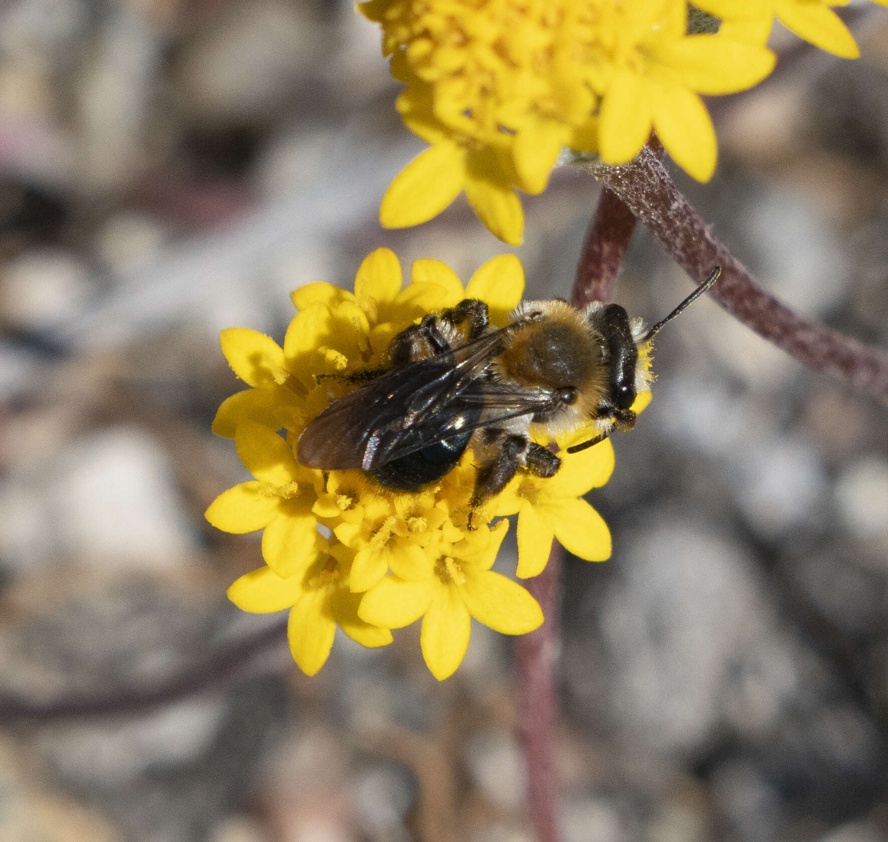 Image of Andrena sola Viereck 1917