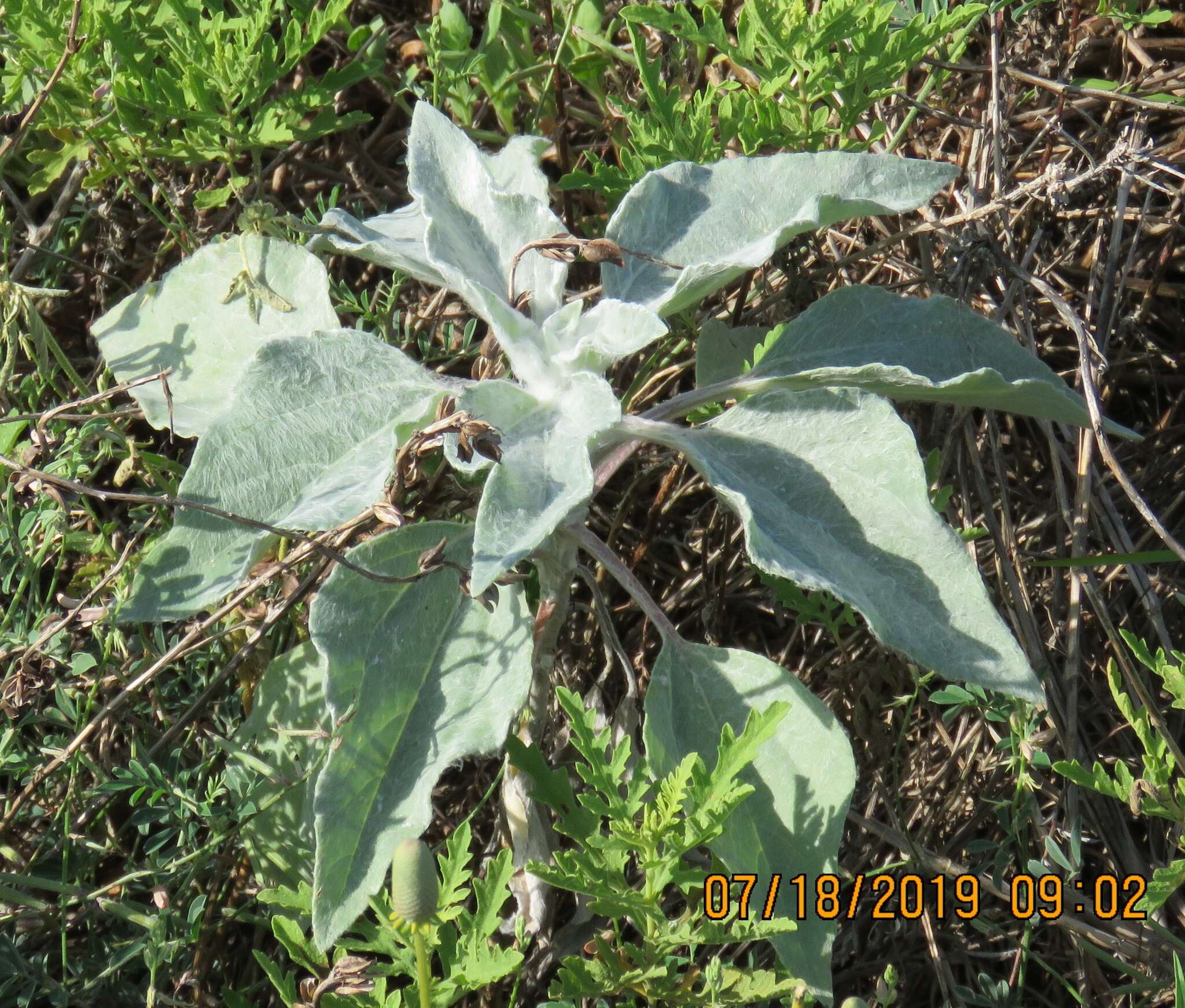 Слика од Helianthus argophyllus Torr. & A. Gray