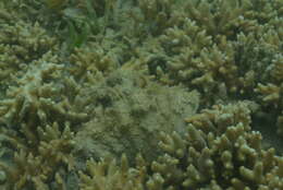 Image of China Clam