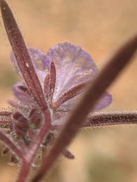 Image of Transverse Range phacelia