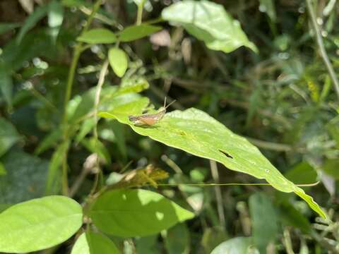 Orphulella concinnula (Walker & F. 1870) resmi