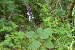 Image de Plectranthus rubropunctatus Codd