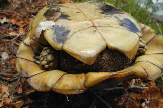 Image of Hermann’s Tortoise