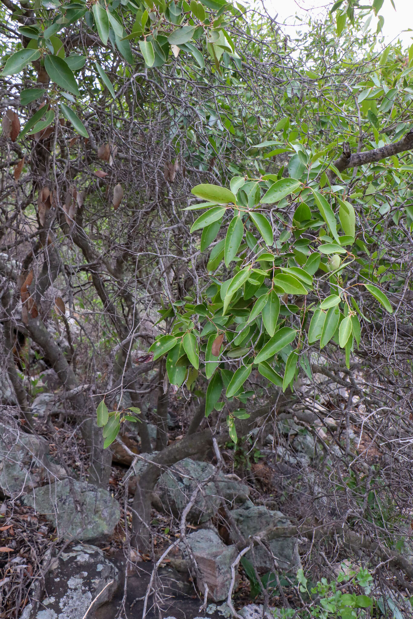 Image of Cassine peragua subsp. affinis (Sond.) R. H. Archer