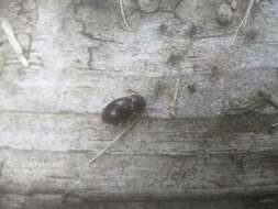 Image of Lycoperdina ferruginea Le Conte 1824