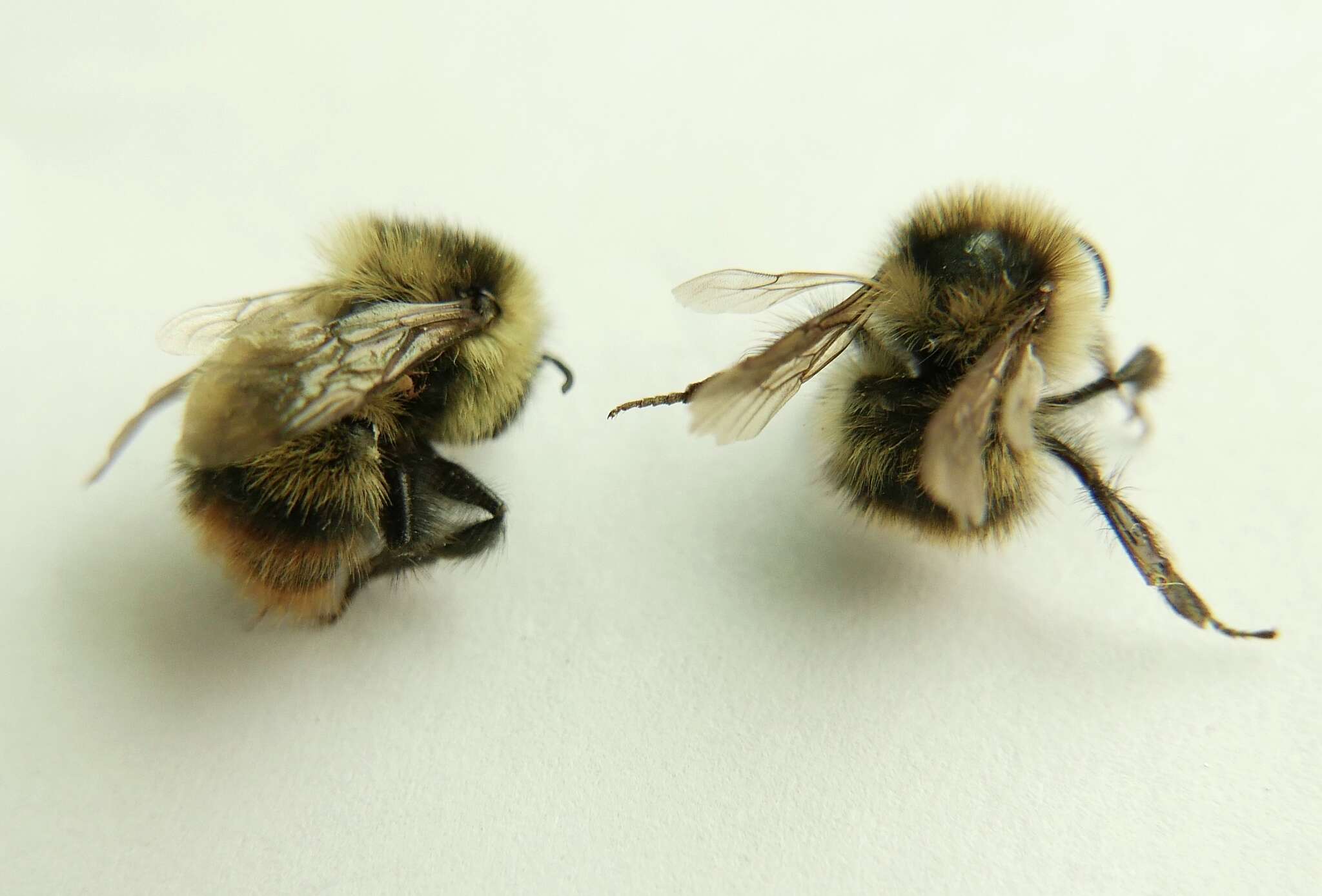 Image of Frigid Bumble Bee