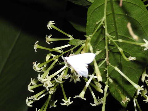 Image of Cestrum glanduliferum Kerber ex Francey