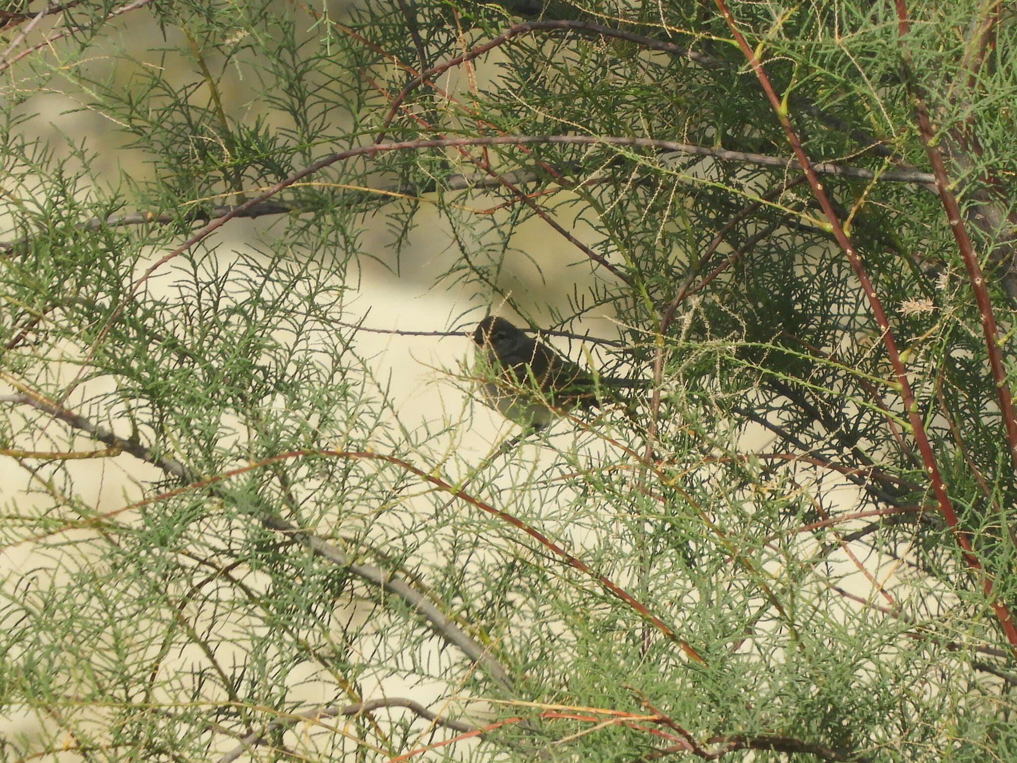 Image of Straneck's Tyrannulet