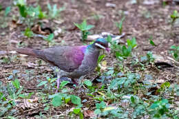 Image of Key West Quail-Dove