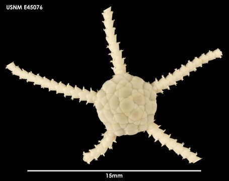 Image of <i>Ophiura crassa</i> Mortensen 1936