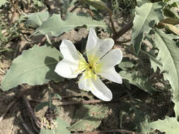 Imagem de Oenothera deltoides Torr. & Frem.