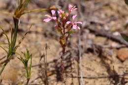 Image of Levenhookia aestiva