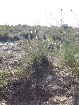 Image of gypsum blazingstar