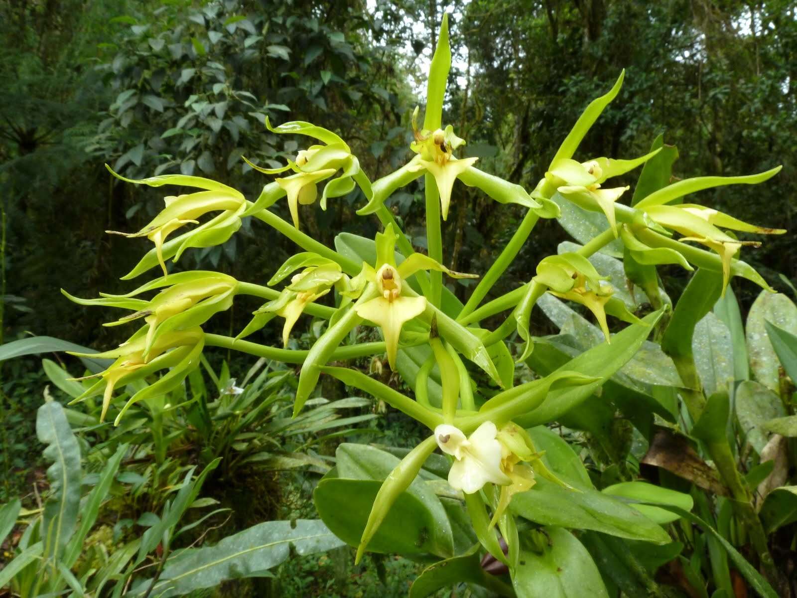 Image of Epidendrum lacustre Lindl.