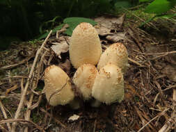 Coprinellus domesticus (Bolton) Vilgalys, Hopple & Jacq. Johnson 2001的圖片