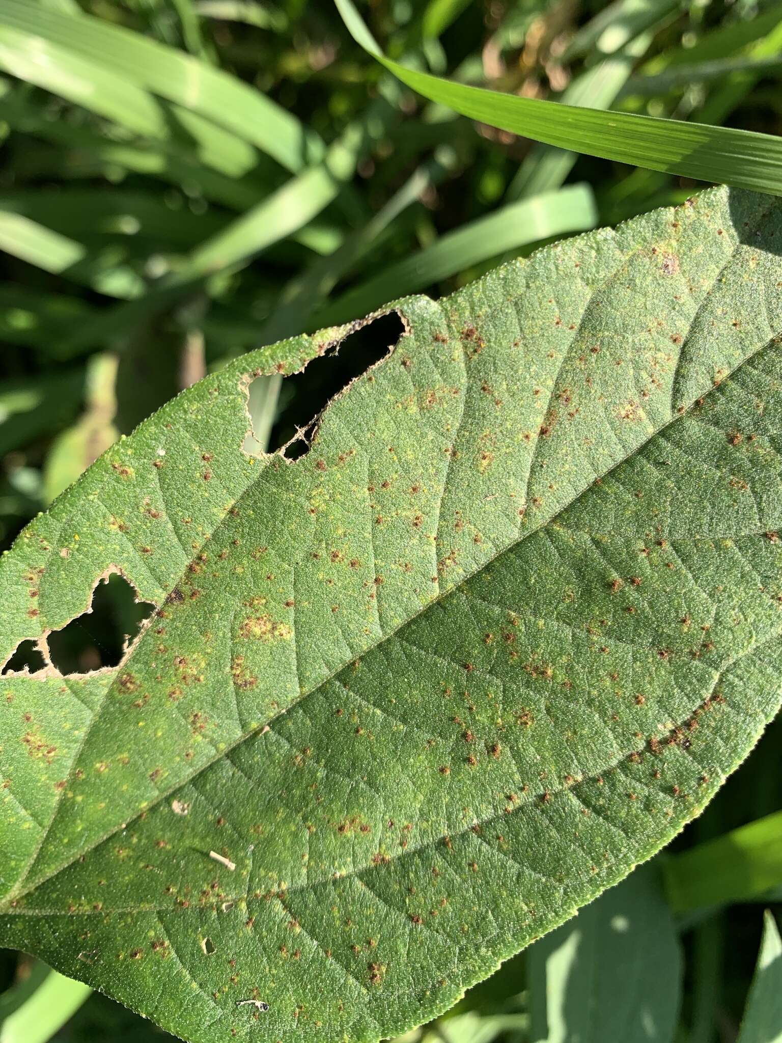 Image of Puccinia helianthi Schwein. 1822