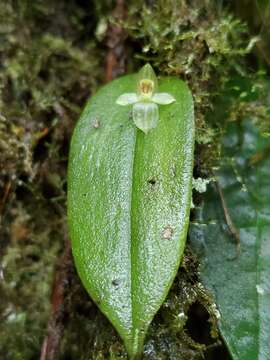 Image of Pleurothallis epiglottis Luer