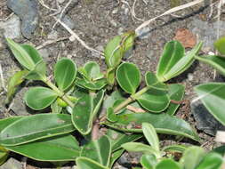 Image of Veronica stricta var. macroura (Hook. fil. ex Benth.) Garn.-Jones