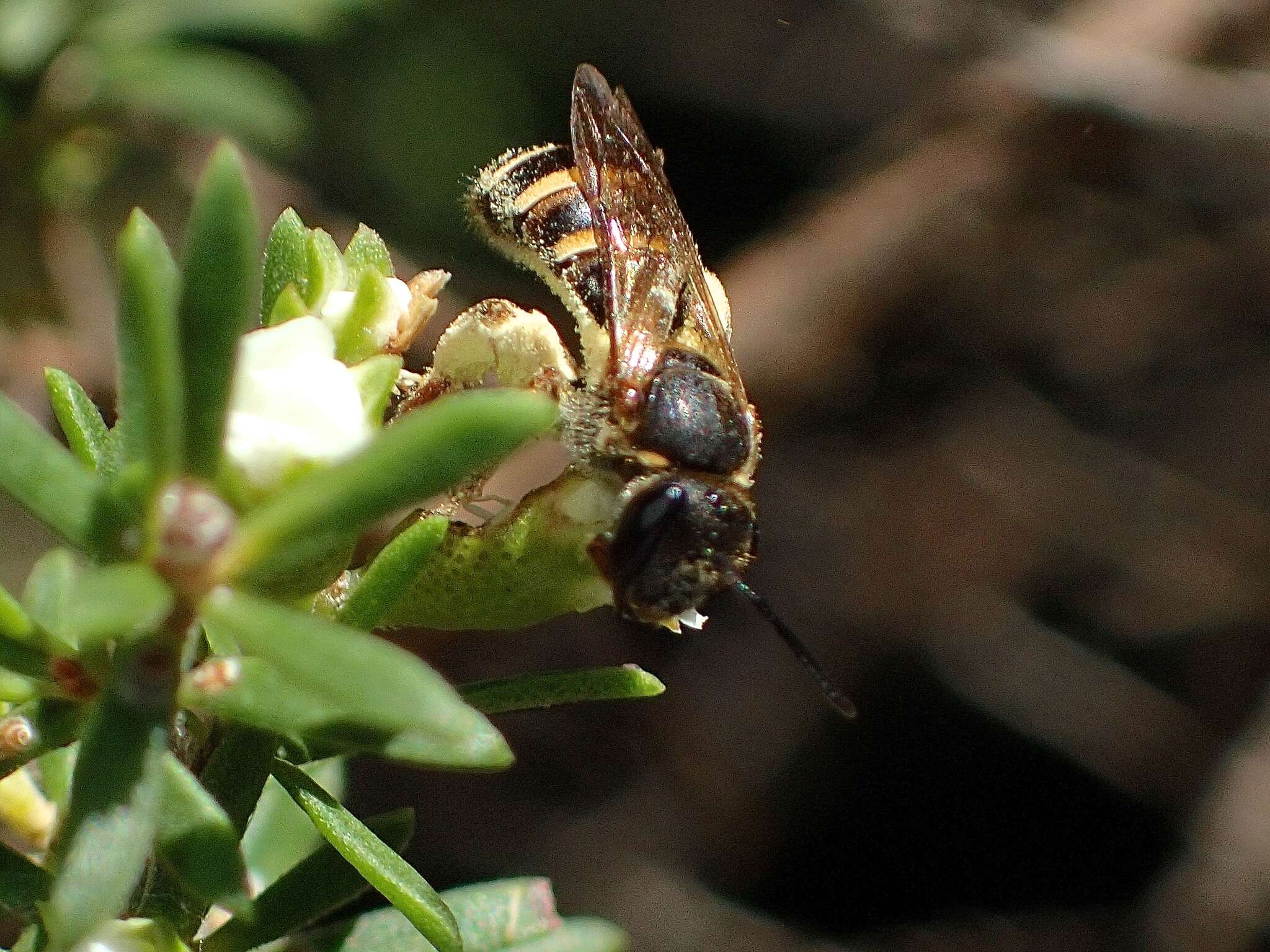 Lasioglossum bicingulatum (Smith 1853)的圖片