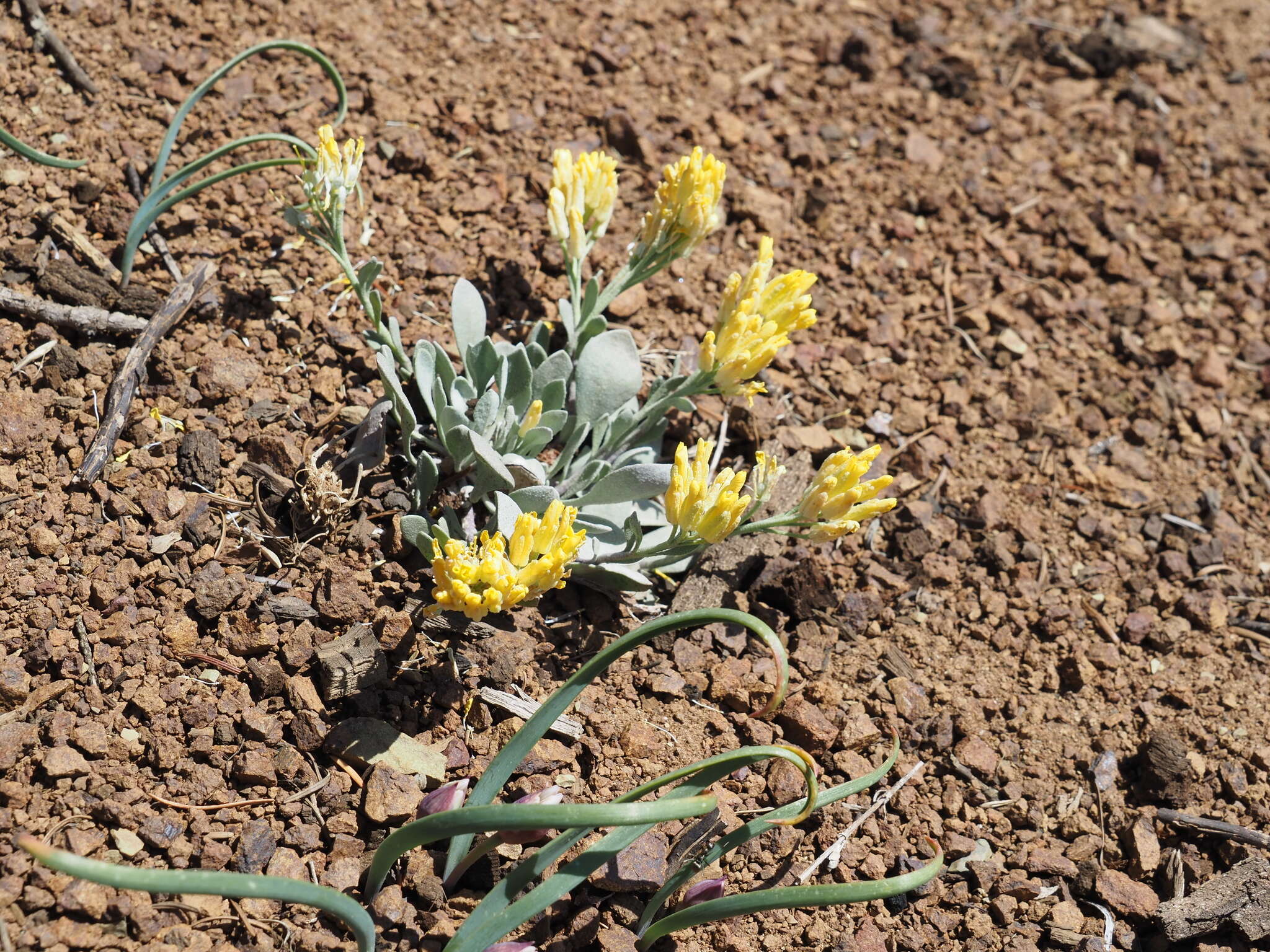 Image of Washington twinpod