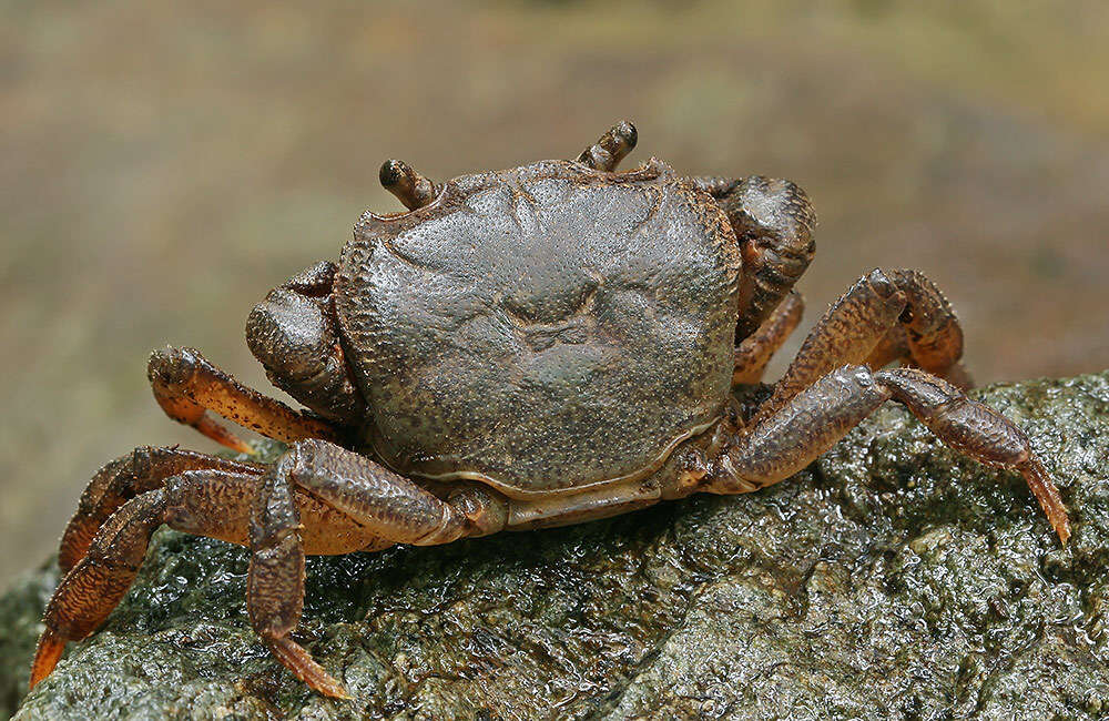 Imagem de Potamon ibericum (Bieberstein 1809)