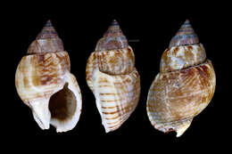 Image of Nassarius sufflatus (Gould 1860)