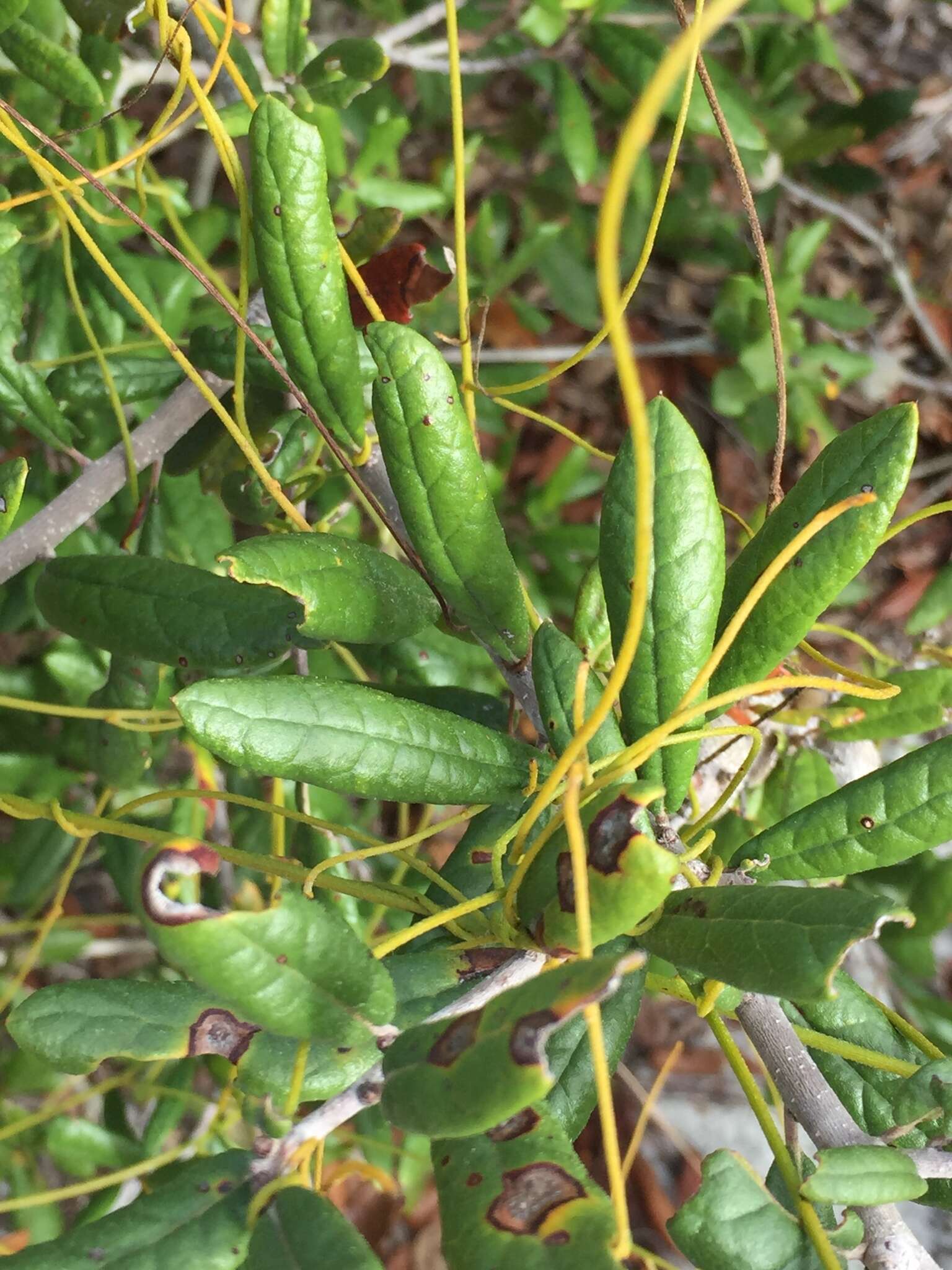 Imagem de Quercus geminata Small