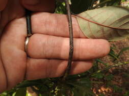 Image of Black twig borer