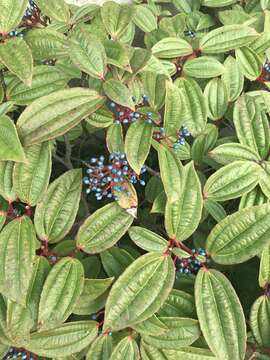 Image de Viburnum davidii Franch.