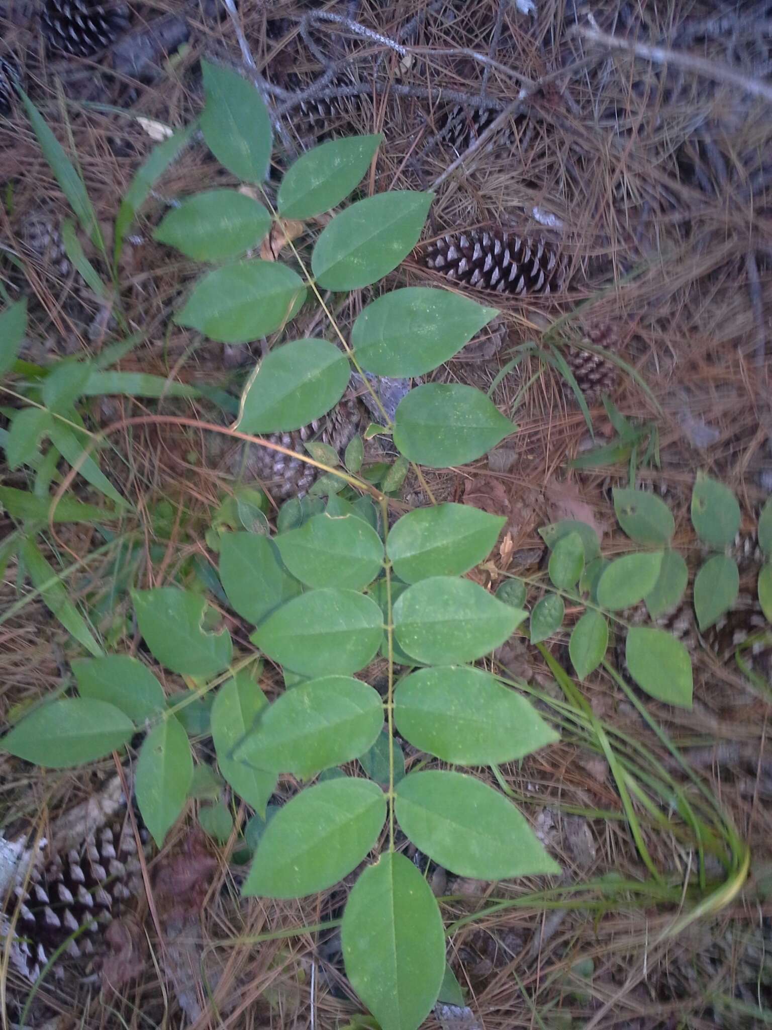 矮紫藤的圖片