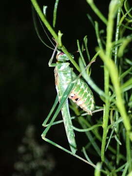 Image of Gemmate Bush Katydid