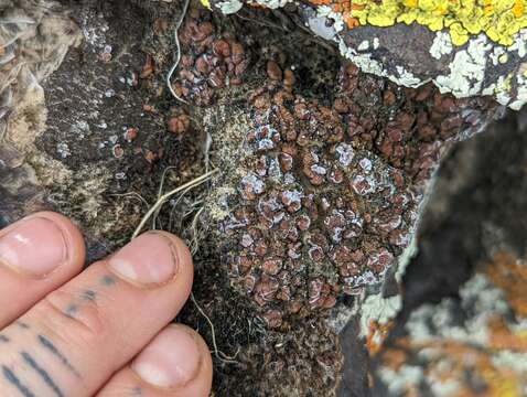 Image of Russell's fishscale lichen