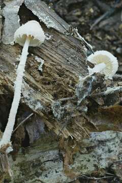 Image of Cystolepiota sistrata (Fr.) Singer ex Bon & Bellù 1985