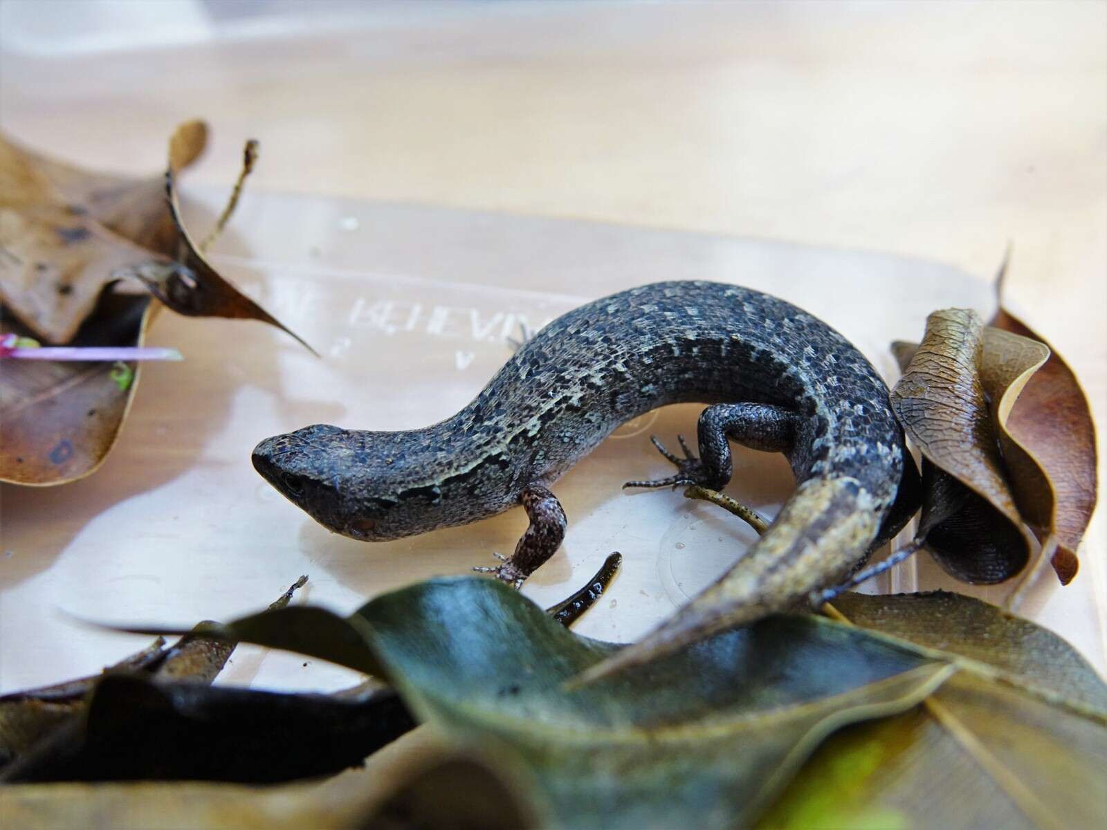 Image of Brown Skink