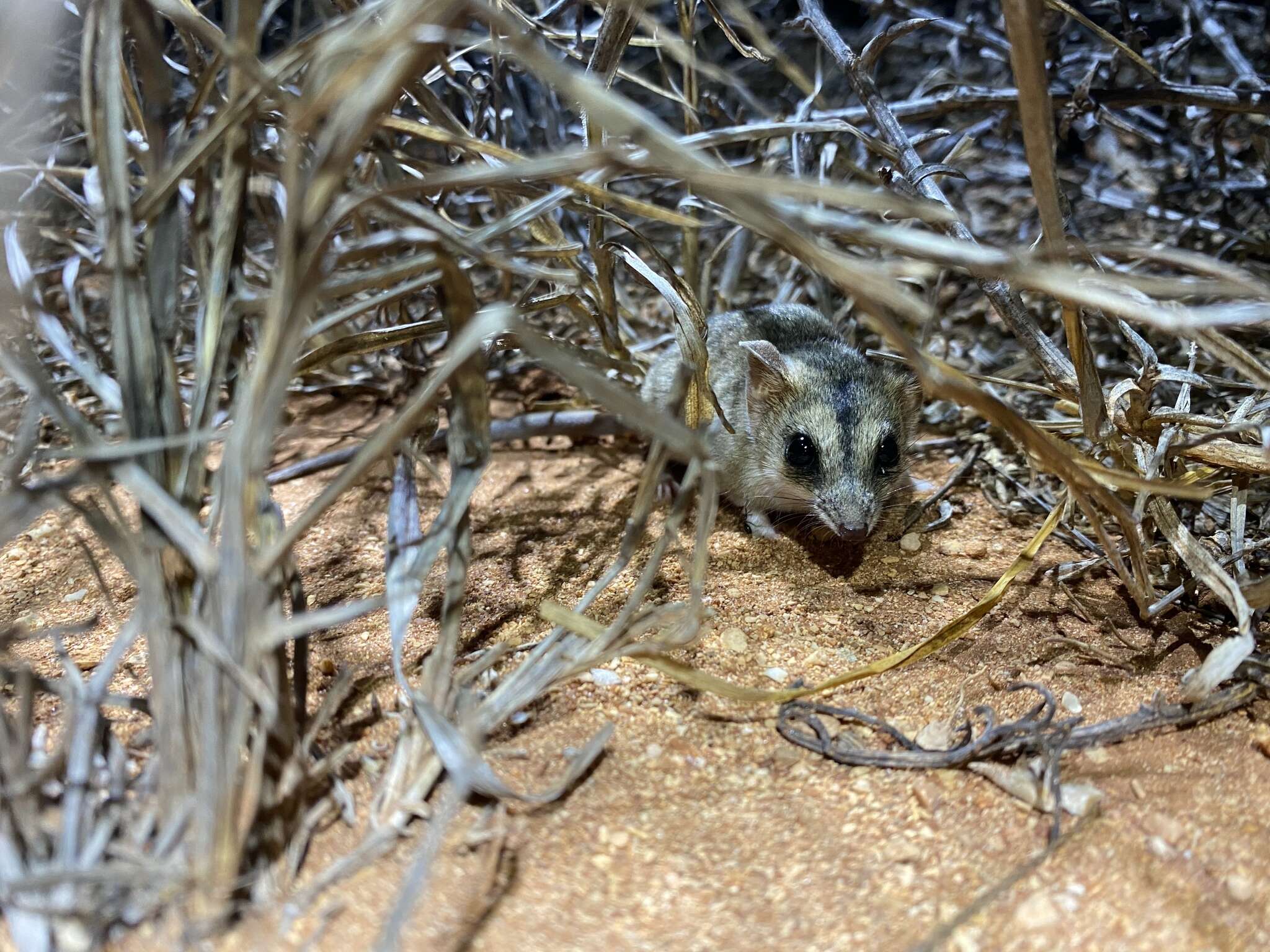 Image of Stripe-faced Dunnart