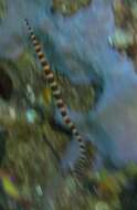 Image of Broad-banded pipefish